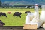 تصمیمگیری درباره قیمت لبنیات در هفته جاری