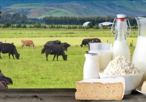 تصمیمگیری درباره قیمت لبنیات در هفته جاری