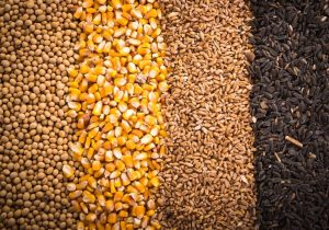 تفویض اختیار یا شوک قیمتی؟ هشدار جهاد کشاورزی درباره واردات آزاد کالاهای اساسی