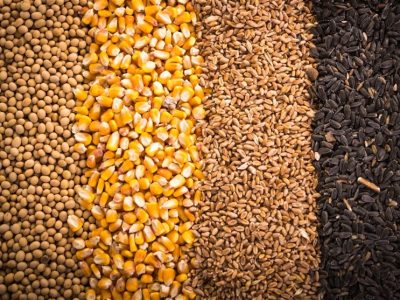 تفویض اختیار یا شوک قیمتی؟ هشدار جهاد کشاورزی درباره واردات آزاد کالاهای اساسی