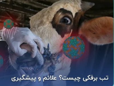 خسارت تب برفکی دامدارانی که بیمه باشند پرداخت می‌شود