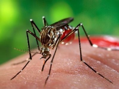 خطر ۴ بیماری مهم پس از بارندگی‌ها کیش را تهدید می کند