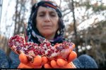 داستان هزار ساله انار لرستان/ روایت دیرینهترین زیستبوم زاگرس در قاب میوه سرخ + تصاویر