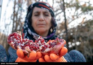 داستان هزار ساله انار لرستان/ روایت دیرینهترین زیستبوم زاگرس در قاب میوه سرخ + تصاویر