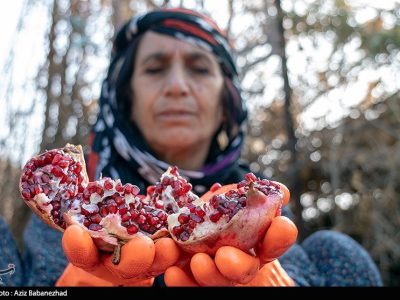 داستان هزار ساله انار لرستان/ روایت دیرینهترین زیستبوم زاگرس در قاب میوه سرخ + تصاویر