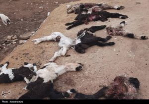 راز حمله به گله جونک؛ پلنگ بود یا گرگ+تصویر