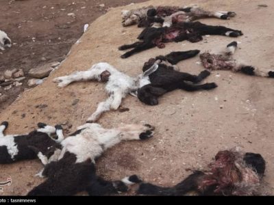 راز حمله به گله جونک؛ پلنگ بود یا گرگ+تصویر