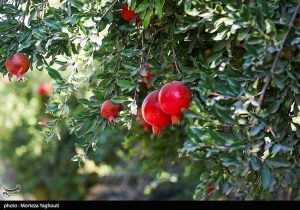 راز طلای سرخ در میانکاله/ محصولی که جای برنج و مرکبات را گرفت/ برگ برنده شمال چیست؟