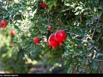 راز طلای سرخ در میانکاله/ محصولی که جای برنج و مرکبات را گرفت/ برگ برنده شمال چیست؟