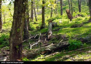 روایت میدانی یک فاجعه/ هیرکانی زیر تیغ قاچاق و ویلاسازی‌‌/ جنگل‌های ایران آب می‌رود!