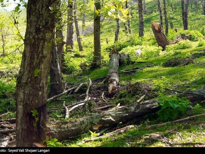 روایت میدانی یک فاجعه/ هیرکانی زیر تیغ قاچاق و ویلاسازی‌‌/ جنگل‌های ایران آب می‌رود!
