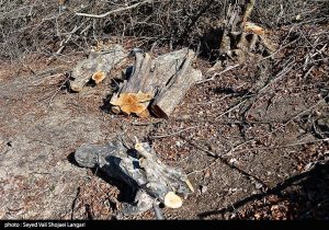 روایتهای متناقض از پاکتراشی جنگل هیرکانی/ چه کسی دستور قطع درختان ۱۰۰ ساله را صادر کرد؟