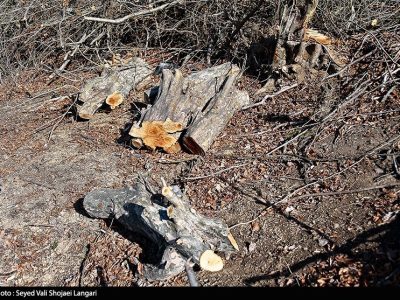 روایت‌های متناقض از پاک‌تراشی جنگل‌ هیرکانی/ چه کسی دستور قطع درختان ۱۰۰ ساله را صادر کرد؟