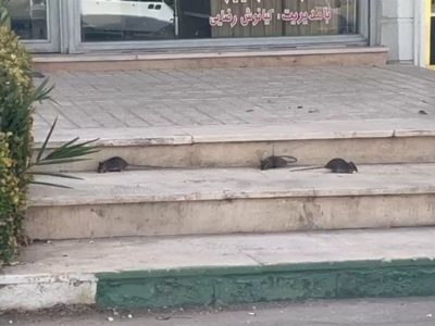 رژه جانوران موذی روی اعصاب مردم پرند، وقتی «موشگیری» در اولویت مدیریت شهری نیست