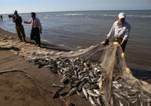 صید سالانه ۲۵۰ هزار تن انواع تُن ماهی در سواحل مَکُران