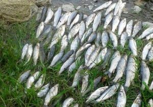 صید ماهیان استخوانی ۲۰ درصد رشد کرد