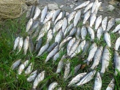 صید ماهیان استخوانی ۲۰ درصد رشد کرد