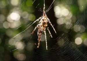 عنکبوت واقعی کدام است؟ / پاسخ شما را شگفت‌زده می‌کند