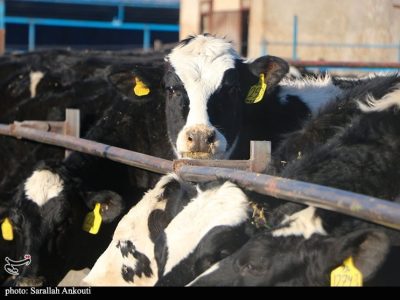 قطب تأمین ۱۰ درصد شیر تهران درگیر بحران تداوم تولید