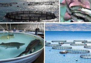 مدیرکل توسعه آبزی‌پروری: تصمیمات مناسبی در حوزه شیلات در اجلاس خزر گرفته شد