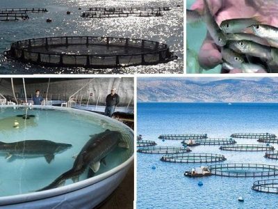 مدیرکل توسعه آبزی‌پروری: تصمیمات مناسبی در حوزه شیلات در اجلاس خزر گرفته شد