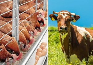 مشکلات تامین ارز نهادههای دامی توسط سران قوا رفع شد