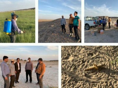 ملخ صحرایی تهدیدی بالقوه برای امنیت غذایی کشور است