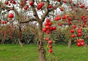 «نجات آب» ــ ۵۰ | مزایای مزرعه‌ها و باغ‌های چندکِِشتی و تنوع‌ در مزرعه