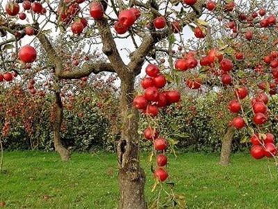 «نجات آب» ــ ۵۰ | مزایای مزرعهها و باغهای چندکِِشتی و تنوع در مزرعه