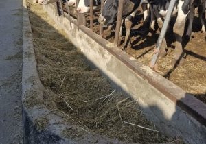 نهادههای دامی با تأخیر توزیع میشود