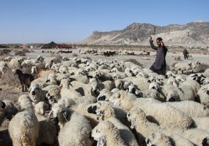 نگاهی به پشت پرده بحران دامداری در سیستان/ گرانی نهاده دام مولد را نابود کرد + فیلم