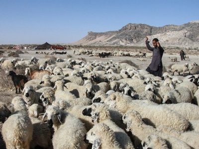 نگاهی به پشت پرده بحران دامداری در سیستان/ گرانی نهاده دام مولد را نابود کرد + فیلم