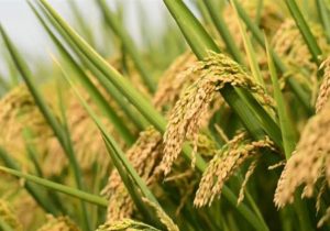 هسته‌ای در کشاورزی ــ ۶۶ | «برنج‌های معطر» با فناوری هسته‌ای