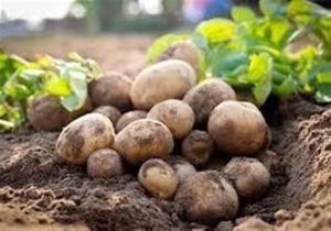 هستهای در کشاورزی ــ ۶۷ | جلوگیری از کپکزدگی سیبزمینی