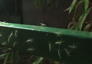 هستهای در کشاورزی ــ ۶۸ | کاربرد فناوری هستهای در کنترل کنه و سفیدبالک گلخانهای