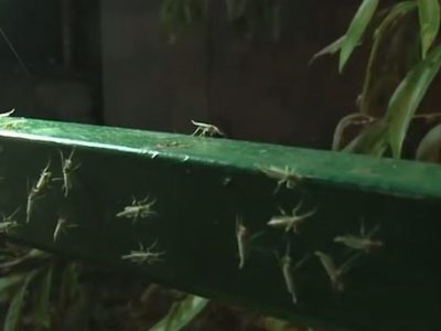 هسته‌ای در کشاورزی ــ ۶۸ | کاربرد فناوری هسته‌ای در کنترل کنه و سفیدبالک گلخانه‌ای