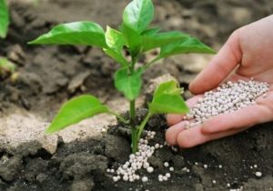 هسته‌ای در کشاورزی ــ ۶۹ |کاربرد فناوری هسته‌ای در بهینه‌سازی مصرف کود کشاورزی