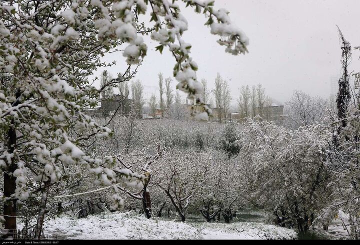 هشدار هواشناسی به ۲۵ استان؛ خسارت به محصولات کشاورزی با تشدید بارشها هشدار هواشناسی به ۲۵ استان؛ خسارت به محصولات کشاورزی با تشدید بارشها