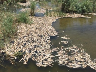 هورالعظیم در آستانه فاجعه زیستمحیطی/ تالابی که از زنده به خشک تبدیل شد