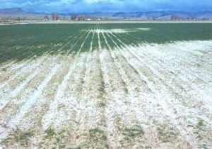 وسعت زمین‌های شور ایران به ۱۰ میلیون هکتار رسید/ با گسترش نگران‌کننده مواجهیم
