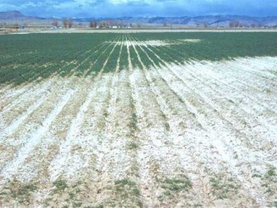 وسعت زمینهای شور ایران به ۱۰ میلیون هکتار رسید/ با گسترش نگرانکننده مواجهیم