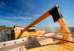 چشم‌انداز بازار غلات در سال ۲۰۲۶؛ کشاورزان به دانه‌های روغنی روی می‌آورند