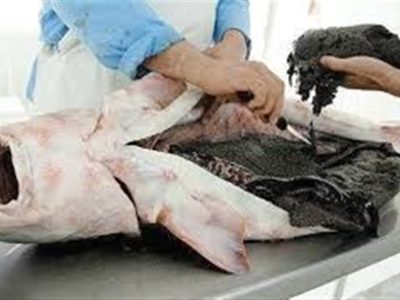 چه بلایی بر سر خاویار ایران آمد؟/ فروش ۱٫۲ میلیونی اوزون برون در بازار سیاه!