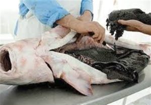 چه بلایی بر سر خاویار ایران آمد؟/ فروش ۱٫۲ میلیونی اوزون برون در بازار سیاه!