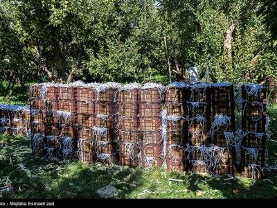 ۲ چالشی که امنیت تولیدات باغی را تهدید میکند/باغداری سنتی در برابر تغییر اقلیم!