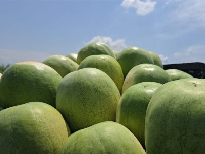 ۲۵۲ هزار تن هندوانه تازه برای تنظیم بازار شب یلدا عرضه میشود