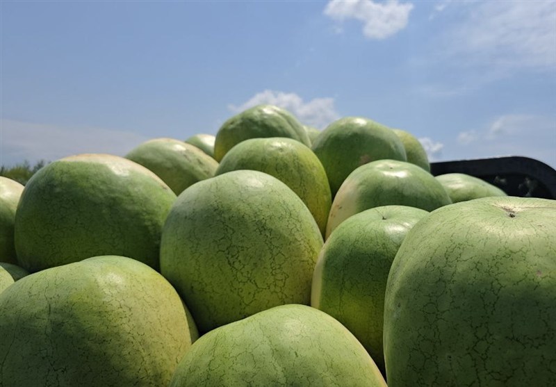 252 هزار تن هندوانه تازه برای تنظیم بازار شب یلدا عرضه میشود ۲۵۲ هزار تن هندوانه تازه برای تنظیم بازار شب یلدا عرضه میشود