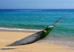 ۵۲ هزار لیتر سوخت قاچاق در چابهار کشف شد