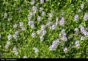 اکوسیستم شمال زیر تیغ «شیطان بنفش»/ خطر زیبایی مرگبار