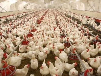 جوجه‌ریزی رکورد زد